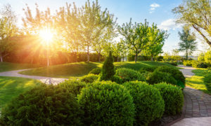 Evergreen bushes | homeowners association landscaping