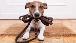 keep pet leashed | hoa dog restrictions