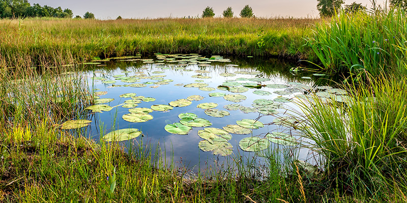 hoa pond