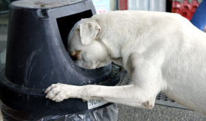 hoa trash cans