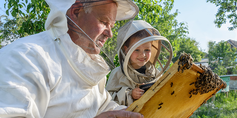 beekeeping in HOA
