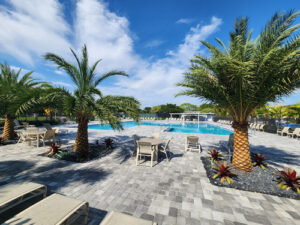pool and palm trees